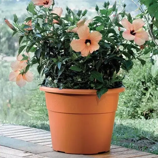 Bama vaso hedera diverse misure